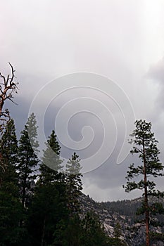 Trees Clinging to the Rocky Southern Slope of Halfdome photo