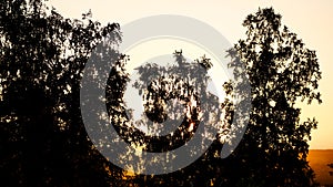 trees close-up in backlight. sunset autumn sun