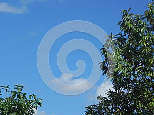 A trees and cloud good spot and best camera nikon coolpix P100