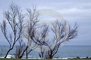 trees on the coast of the basque country in sopelana