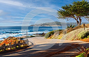 Trees on coast with ocean in background