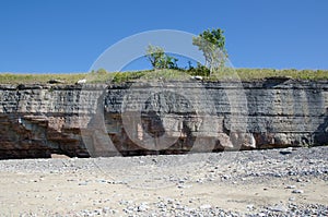 Trees at coastal cliff with clear blue sky