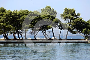 Trees on coastline