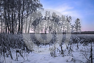 Trees in cold winter in Russia