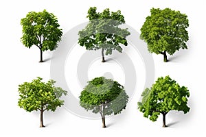 Trees collection nature objects isolated on a white background