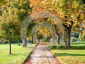 Trees with colored autumn leaves on the countyside. alley