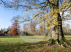 trees with colorful autumn colors in dutch park near utrecht in holland