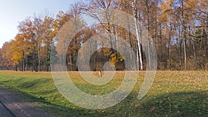 Trees With Colorful Autumn Leaves In Motion On Road View From Car On Roadside