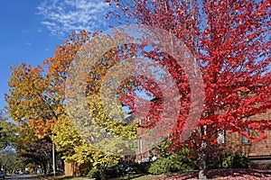 Trees with colorful fall foliage