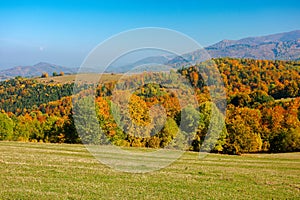 Trees in colorful foliage on the hills