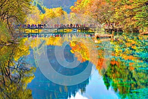 Trees by the colorful lake at autumn day time.