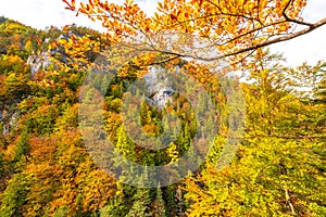 Trees with colorful leaves in an autumn forest