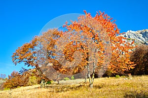 trees and colorful meadows in autumn and blue sky and clouds