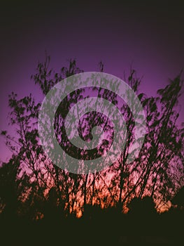 Trees in colourfull sky