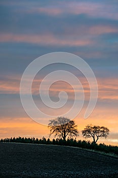 Trees at colourfull sky