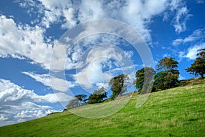 Trees on Cotswold hillside