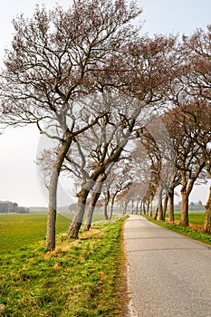 Trees beside a country road in a calm landscape in Denmark in summer. A row of plants next to a an empty rural path in