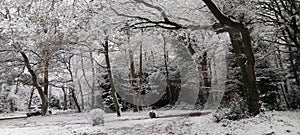 The trees cover with white snows in winter at countryside, England, UK