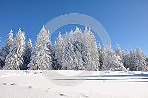 Trees covered with christmas snow