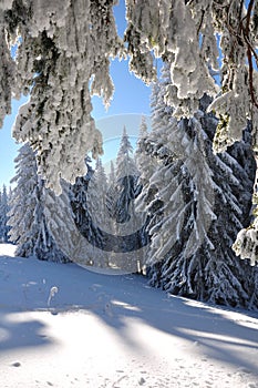 Trees covered with christmas snow