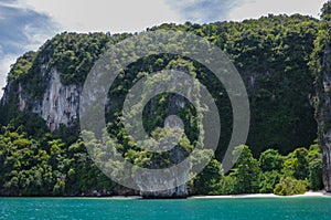 The Trees covered Cliffs