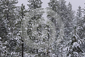 Trees covered in falling snow