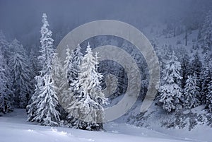 Bäume bedeckt der erste der schnee im 