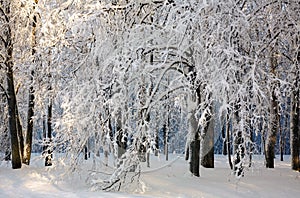 Trees covered with fluffy snow in winter forest