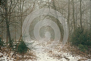 Trees covered with fog in the early morning