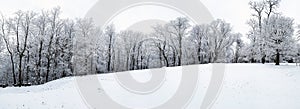 Trees are covered with fresh fallen snow in a panoramic winter forest landscape