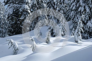 Trees covered in fresh snow.