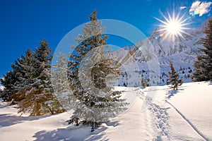 Trees covered by fresh snow in Alps. Stunning winter landscape