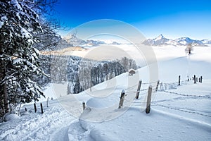 Trees covered by fresh snow in Alps. Stunning winter landscape.