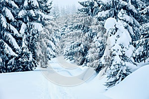 Trees covered by fresh snow in the mountains while cross-country skiing