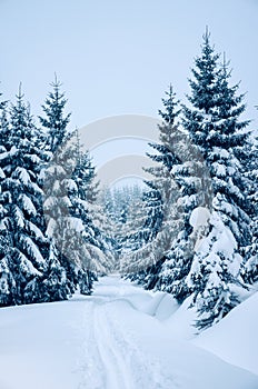 Trees covered by fresh snow in the mountains while cross-country skiing