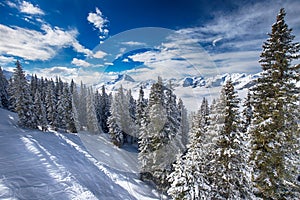 Trees covered by fresh snow in Tyrolian Alps, Kitzbuehel, Austria