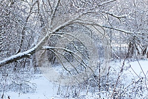 Trees covered with fresh snow in winter forest