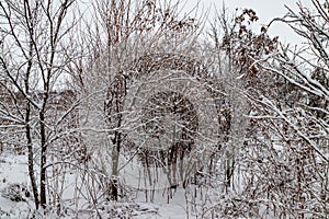 Trees covered with fresh snow in winter forest