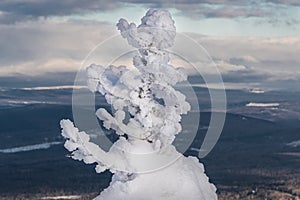 Trees are covered with frost following sharp cooling. Branches in ice after snowfall. Puffy snow creates winter atmosphere