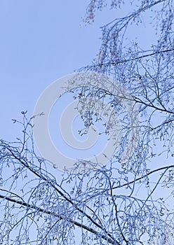 Trees covered with frost. Frozen white tree branches