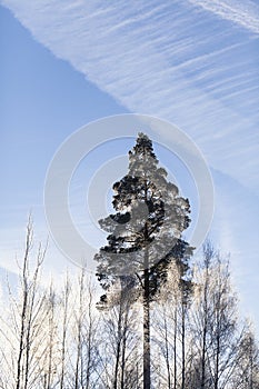 Trees covered with frost. Frozen white tree branches