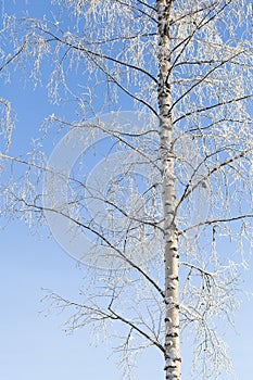 Trees covered with frost. Frozen white tree branches