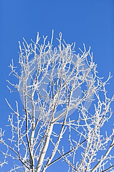 Trees covered with frost. Frozen white tree branches