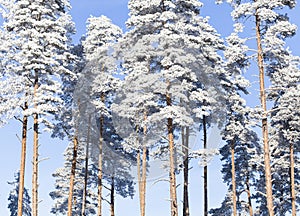 Trees covered with frost. Frozen white tree branches