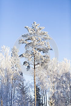 Trees covered with frost. Frozen white tree branches