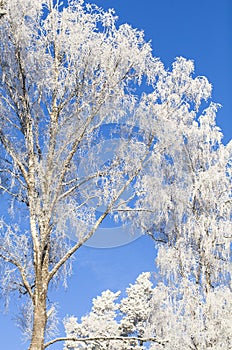 Trees covered with frost. Frozen white tree branches