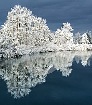 Trees Covered In Hoar Frost Reflected In A Lake