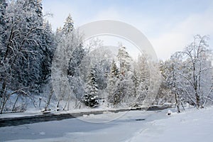 Trees covered in hoarfrost