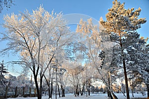 Trees covered with hoarfrost in the first rays of the sun