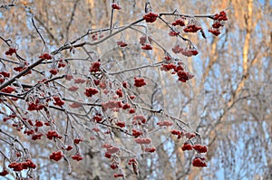 Trees covered with hoarfrost in the first rays of the sun